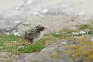 Stern: Arctic Tern