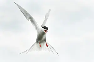Screaming: Arctic Tern