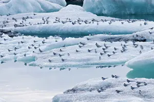 Terns: Arctic Tern