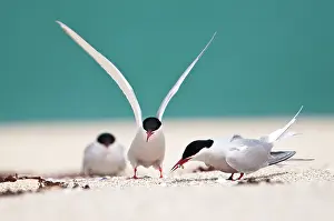 Harris: Arctic Tern