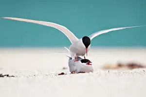 Harris: Arctic Tern