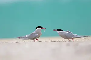 Harris: Arctic Tern
