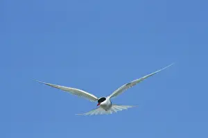 Sense: Arctic Tern