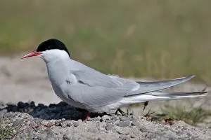 Pebbles: Arctic Tern