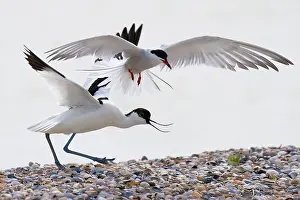 Avosetta: Arctic Tern