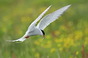 Fleeing: Arctic Tern