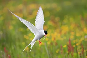 Fleeing: Arctic Tern