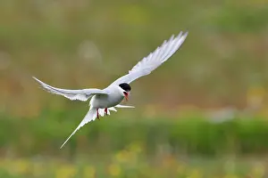 Fleeing: Arctic Tern