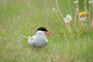 Screaming: Arctic Tern