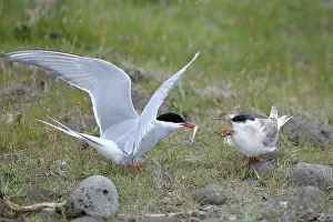 Sternidae: Arctic Tern