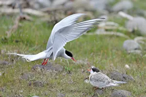 Sternidae: Arctic Tern