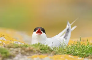 Shouting: Arctic Tern
