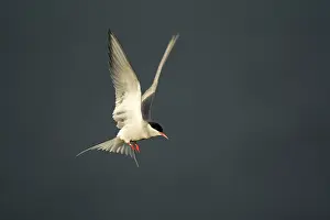 Fair: Arctic Tern