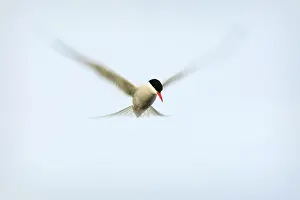 Fair: Arctic Tern