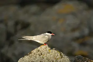 Fair: Arctic Tern
