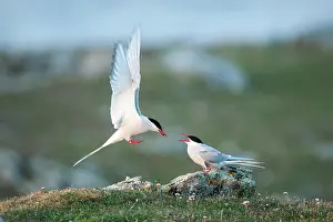 Bringing: Arctic Tern