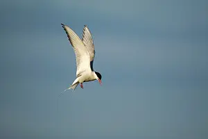Fair: Arctic Tern