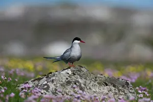 Thrift: Arctic Tern