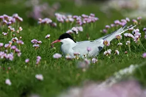 Paradisaea: Arctic Tern