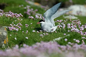 Paradisaea: Arctic Tern