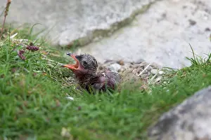 Paradisaea: Arctic Tern