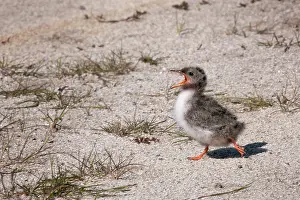 Screaming: Arctic Tern
