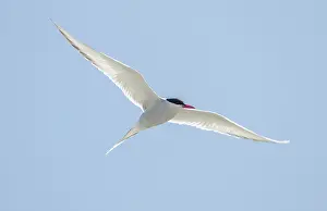 Paradisaea: Arctic Tern