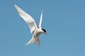 Paradisaea: Arctic Tern