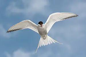 Paradisaea: Arctic Tern