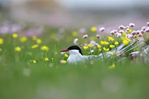 Paradisaea: Arctic Tern