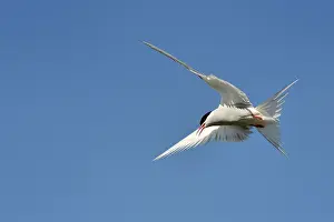 Spreaded: Arctic Tern