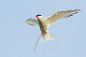 Sterna: Arctic Tern