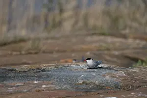 Sterna: Arctic Tern