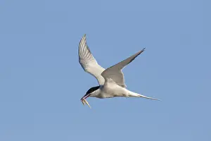 Sterna: Arctic Tern - adult bird in flight with a fish - Germany