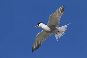 Arctic Tern - adult bird in flight - Germany