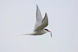 Sterna: Arctic Tern - adult bird in flight - Iceland