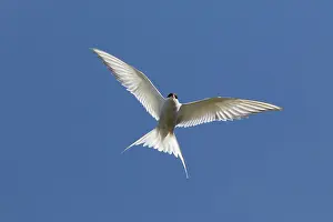 Sterna: Arctic Tern - adult bird in flight - Iceland