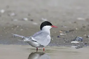 Terns: Arctic Tern - adult bird - Germany