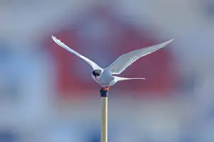 130319: Arctic tern - an adult tern about to start from