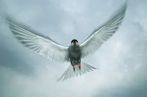 Intruder: Arctic Tern - Attacking Intruder