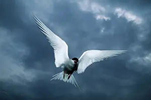 Intruder: Arctic Tern - Attacking Intruder