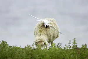 Paradisea: Arctic Tern - attacking sheep that has entered