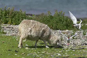 Paradisea: Arctic Tern - attacking sheep that has entered