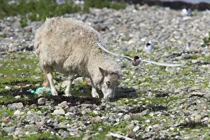 Paradisea: Arctic Tern - attacking sheep that has entered