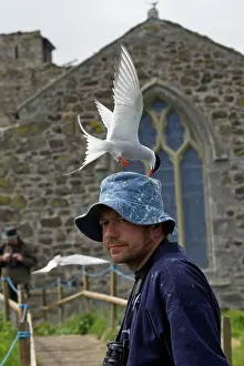 Warden: Arctic Tern - attacking warden during the breeding season