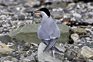 Backview: Arctic Tern - backview with fish in beak