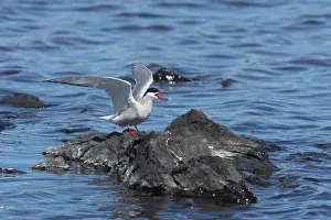 Paradisea: Arctic Tern - calling