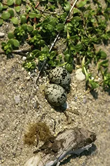 Paradisea: Arctic Tern Eggs