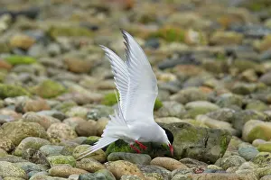 Hoppers: Arctic Tern - feeding on sand hoppers