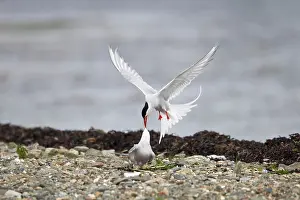 Paradisea: Arctic Tern - fighting intruder from nest site